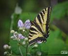 Eastern tiger swallowtail, butterfly native to eastern North America