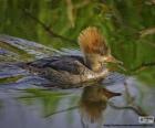 Female Hooded Merganser