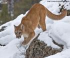 Cougar, mountain lion walking very stealthily to capture a prey. It is a solitary animal that lives in America