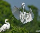 A couple of great egret, making its nest. It is a large white feather bird