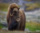 A great muskox or musk-ok, male