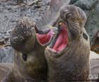 Two northern elephant seals roaring