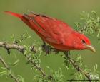 Male of Summer tanager on a branch, the males are completely red