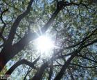 Looking at the Sun through the branches of a tree