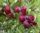 Plums on the tree. The plum is a fruit of bone, round or elongated which can be yellow, green, red or purple. It is very nutritious and rich in vitamins.