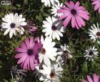 Purple and white daisies