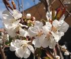 Almond flowers