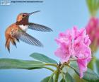 Male Rufous Hummingbird and flower