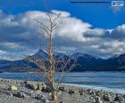 A dead tree near the Lake