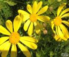 Three yellow daisies