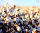 Flowers of cotton