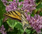 Canadian Tiger Swallowtail butterfly