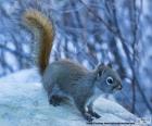 Small red squirrel