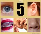 The five senses