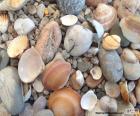 Stones and seashells collected on the coast