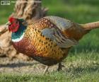 Male common pheasant