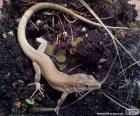 Brown lizard in the Mediterranean area