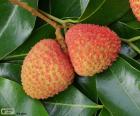 The lychee is an oriental fruit rounded, about 2,5 - 4cm in diameter. It is red with rough skin. The pulp is white, sweet and juicy.