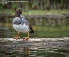 Young female barrow's goldeneye native of Iceland