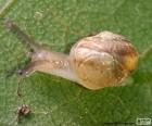 Snail on a leaf