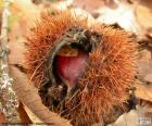 Chestnut on the ground