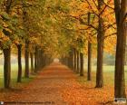 Path between two rows of trees in autumn