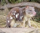 The tiger quoll, also known as the spotted-tail quoll, the spotted quoll, the spotted-tailed dasyure, is the Australia's largest carnivorous marsupial