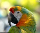 Parrot head