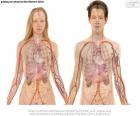 Two bodies, female and male with the main organs of the human body