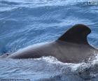 Dorsal fin of a whale