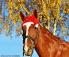 Horse with a Santa Claus hat for Christmas celebrations