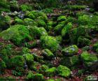 The stones covered with moss in the forest in winter