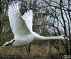 Flying mute swan