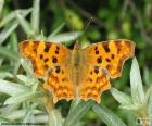 Beautiful Butterfly yellow with dark spots and the wings fully open