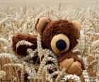 Teddy bear, in a field of grain