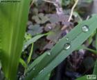 Green leaf with several drops of water