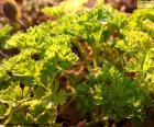 Parsley is an aromatic plant and is cultivated to be used as a condiment