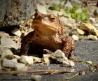 The common toad is an amphibian of large size