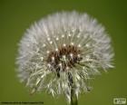 Dandelion flower in its last State