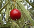 The Quandong is a wild fruit of Australia