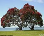 Two beautiful trees overlooking the sea