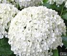 White hydrangea flowers