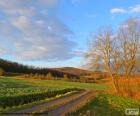 Landscape Field