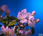 The apple tree flowers