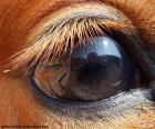 Horse eye