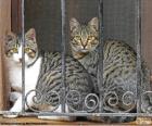 Two adult cats behind the bars of a window