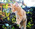 A kitten on the branches of a tree