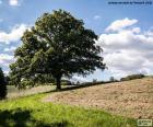 A large tree next to a plowed field