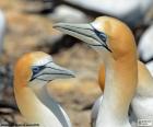 Two beautiful specimens of Northern gannet