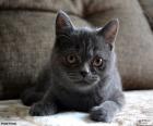 Small grey cat lying on the couch